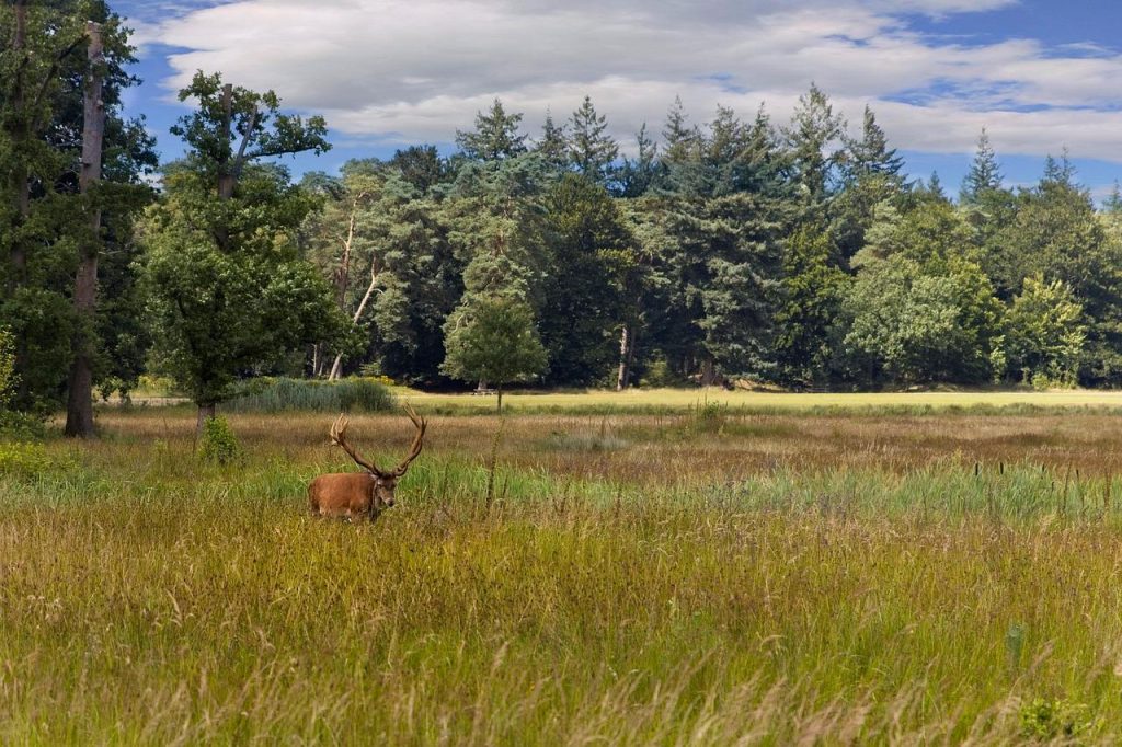 Edelhert in natuurgebied Veluwe, oog in oog ontmoeting tijdens wildspotten hike met bos op achtergrond